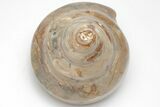 Polished Fossil Gastropod (Pleurotomaria) - Madagascar #207536-2